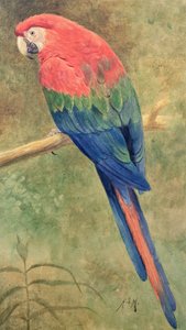 Red and Blue Macaw